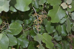Scurrula cordifolia